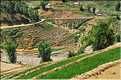 ...  les cultures, principalement de riz, se succèdent. (91)