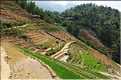 ...  les cultures, principalement de riz, se succèdent. (92)