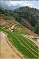 ...  les cultures, principalement de riz, se succèdent. (93)