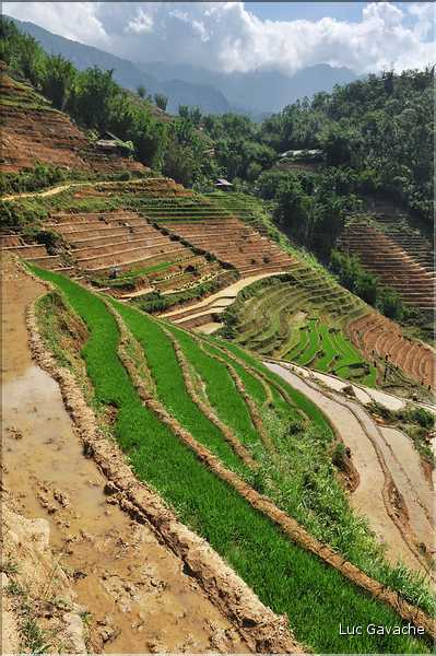 ...  les cultures, principalement de riz, se succèdent. (94)