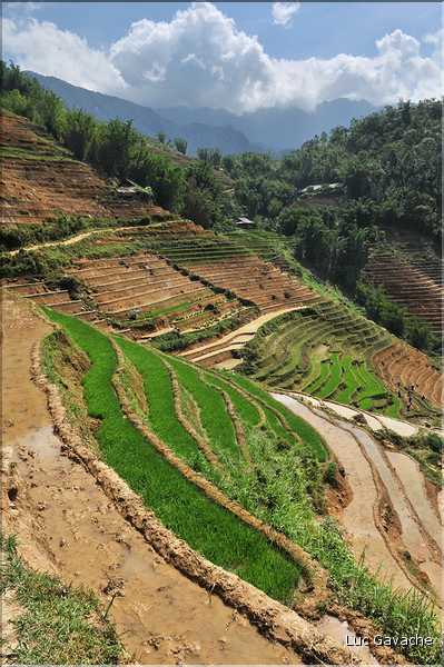 ...  les cultures, principalement de riz, se succèdent. (95)