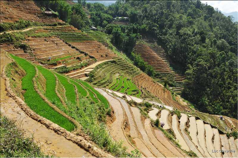 ...  les cultures, principalement de riz, se succèdent. (96)