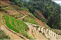 ...  les cultures, principalement de riz, se succèdent. (96)