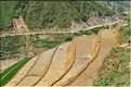 ...  les cultures, principalement de riz, se succèdent. (97)