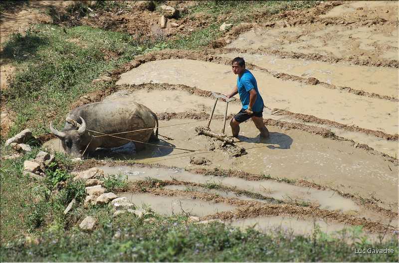 ...  les cultures, principalement de riz, se succèdent. (98)