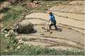 ...  les cultures, principalement de riz, se succèdent. (98)