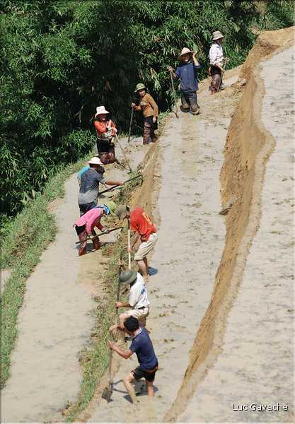 ...  les cultures, principalement de riz, se succèdent. (99)