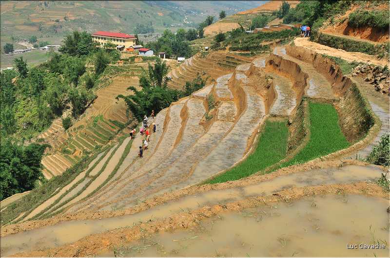 ...  les cultures, principalement de riz, se succèdent. (100)
