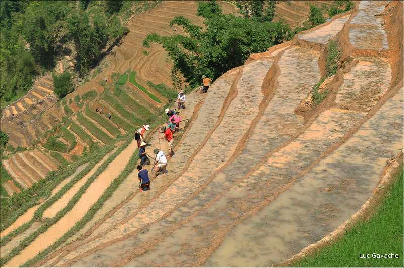 ...  les cultures, principalement de riz, se succèdent. (101)
