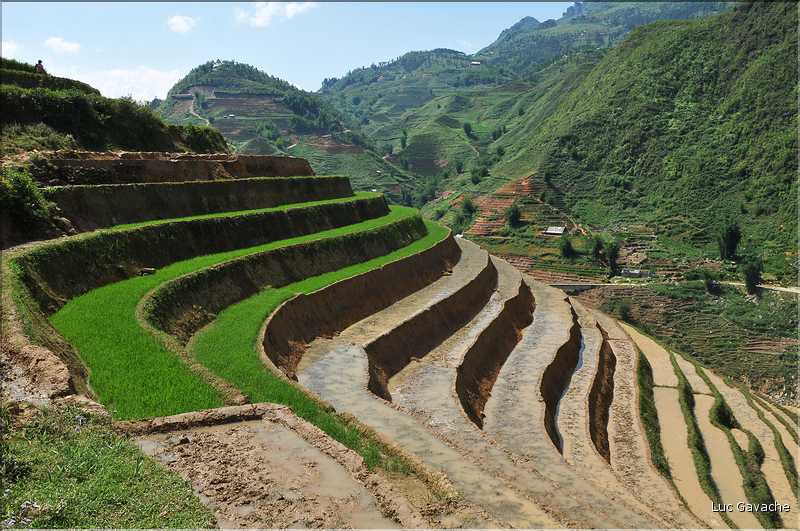 ...  les cultures, principalement de riz, se succèdent. (102)