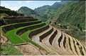 ...  les cultures, principalement de riz, se succèdent. (102)