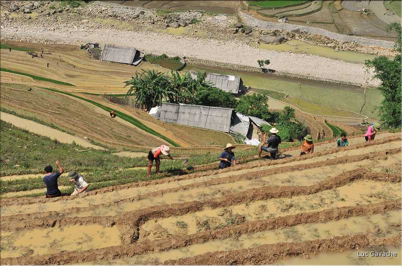 ...  les cultures, principalement de riz, se succèdent. (103)