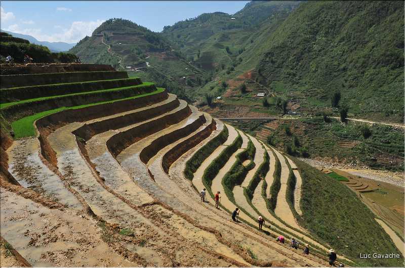 ...  les cultures, principalement de riz, se succèdent. (104)
