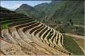 ...  les cultures, principalement de riz, se succèdent. (104)