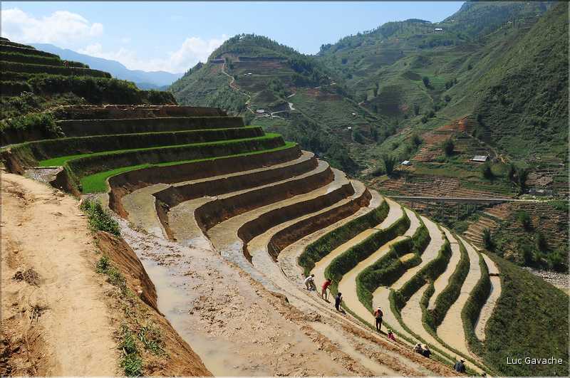 ...  les cultures, principalement de riz, se succèdent. (105)