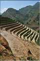 ...  les cultures, principalement de riz, se succèdent. (106)