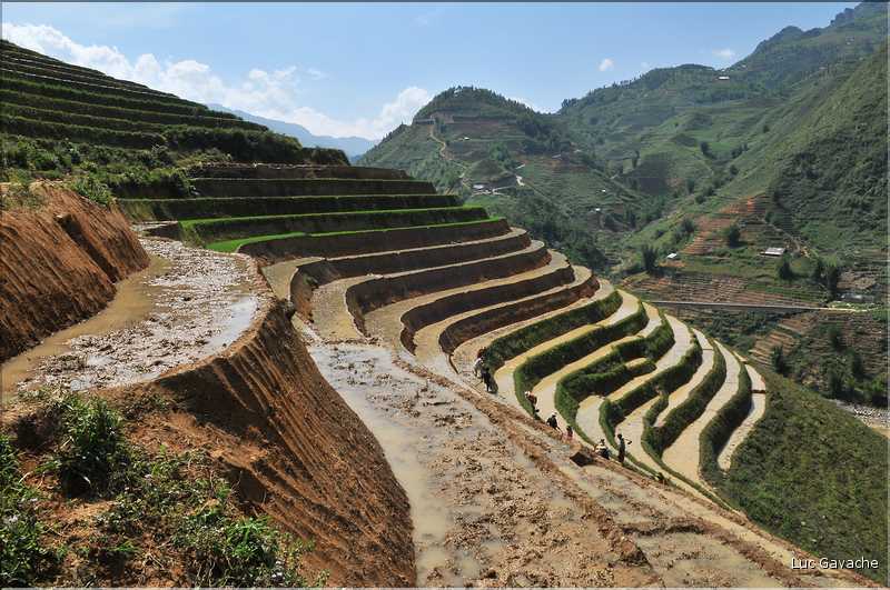 ...  les cultures, principalement de riz, se succèdent. (107)
