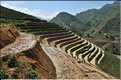 ...  les cultures, principalement de riz, se succèdent. (107)