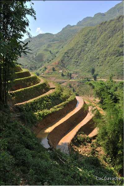 ...  les cultures, principalement de riz, se succèdent. (108)