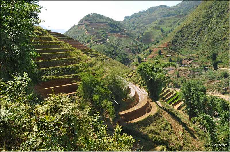 ...  les cultures, principalement de riz, se succèdent. (109)