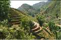 ...  les cultures, principalement de riz, se succèdent. (109)