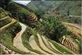 ...  les cultures, principalement de riz, se succèdent. (112)