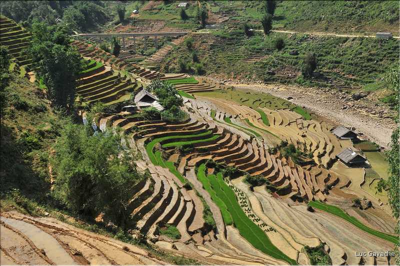 ...  les cultures, principalement de riz, se succèdent. (113)