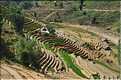 ...  les cultures, principalement de riz, se succèdent. (113)
