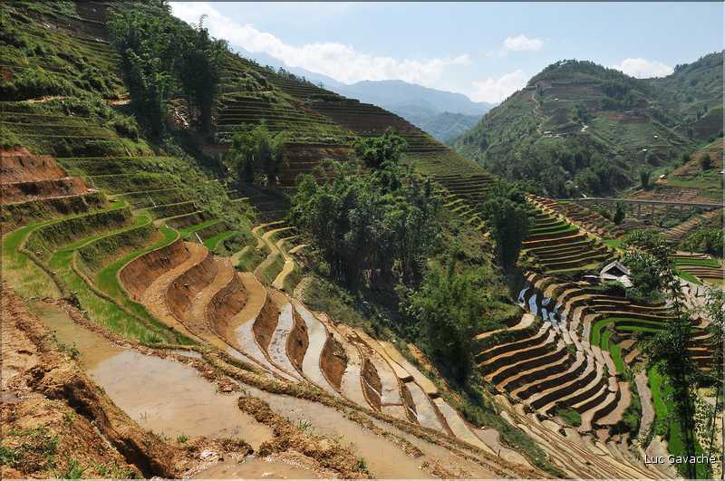 ...  les cultures, principalement de riz, se succèdent. (114)