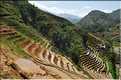...  les cultures, principalement de riz, se succèdent. (114)