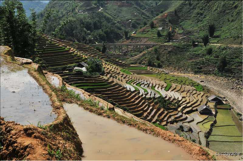 ...  les cultures, principalement de riz, se succèdent. (115)