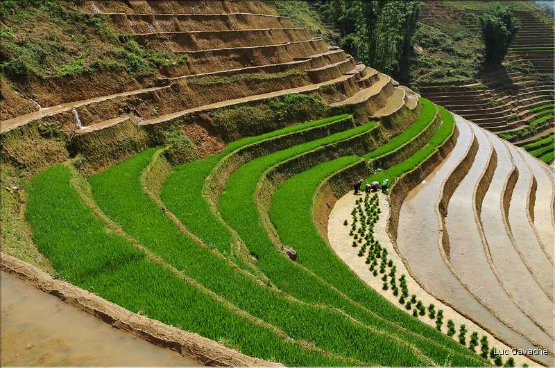 ...  les cultures, principalement de riz, se succèdent. (118)