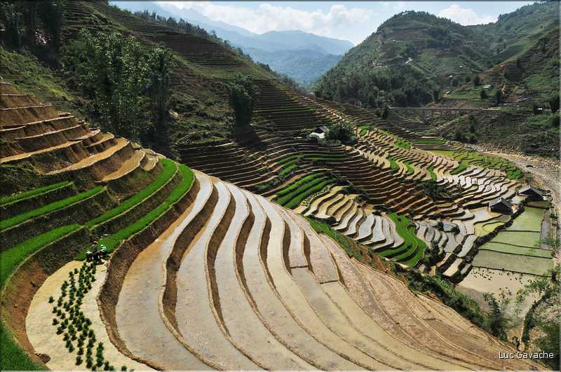 ...  les cultures, principalement de riz, se succèdent. (119)