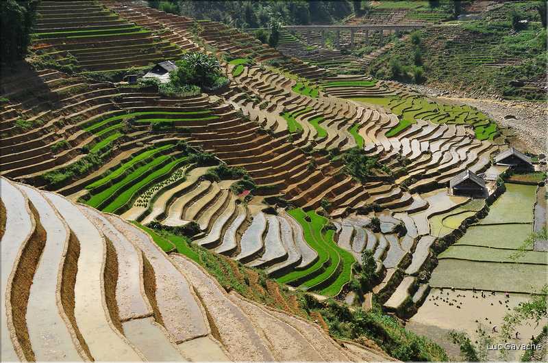 ...  les cultures, principalement de riz, se succèdent. (120)