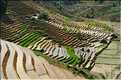 ...  les cultures, principalement de riz, se succèdent. (120)