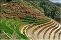 ...  les cultures, principalement de riz, se succèdent. (123)