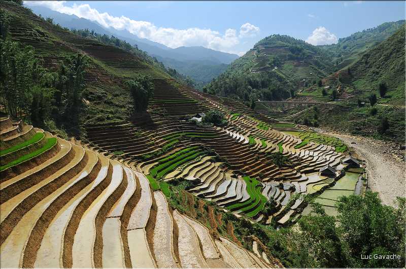 ...  les cultures, principalement de riz, se succèdent. (124)