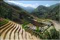 ...  les cultures, principalement de riz, se succèdent. (124)