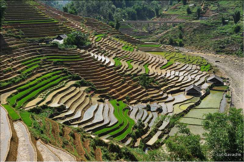 ...  les cultures, principalement de riz, se succèdent. (125)