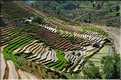 ...  les cultures, principalement de riz, se succèdent. (125)