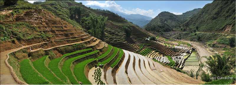 ...  les cultures, principalement de riz, se succèdent. (126)