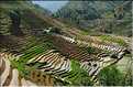 ...  les cultures, principalement de riz, se succèdent. (127)