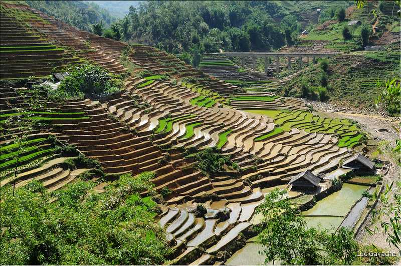 ...  les cultures, principalement de riz, se succèdent. (128)