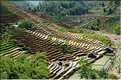...  les cultures, principalement de riz, se succèdent. (128)