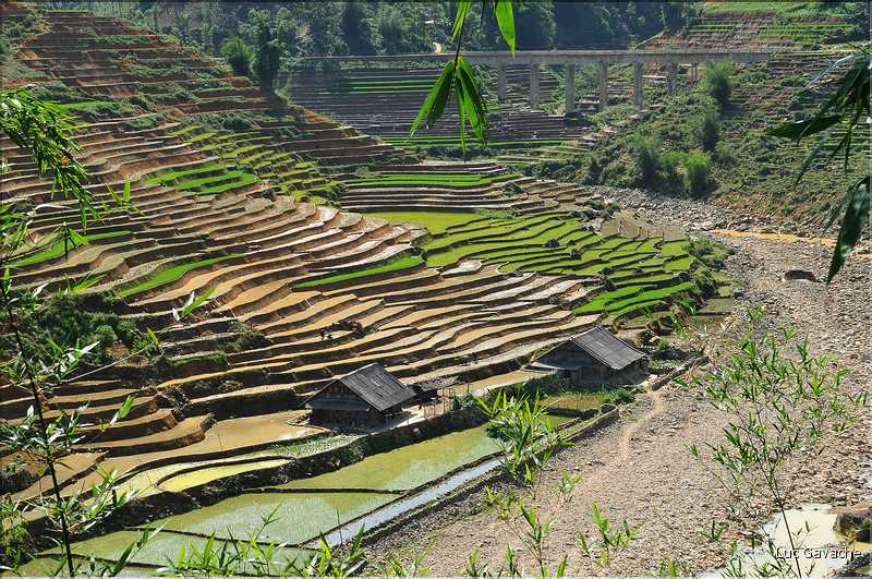 ...  les cultures, principalement de riz, se succèdent. (129)
