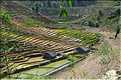 ...  les cultures, principalement de riz, se succèdent. (129)