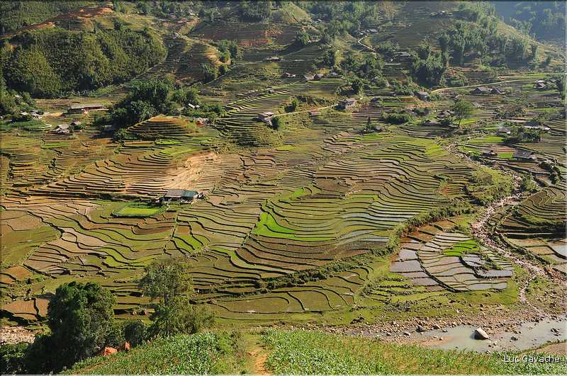 ...  les cultures, principalement de riz, se succèdent. (134)