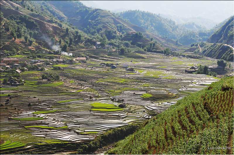 ...  les cultures, principalement de riz, se succèdent. (135)
