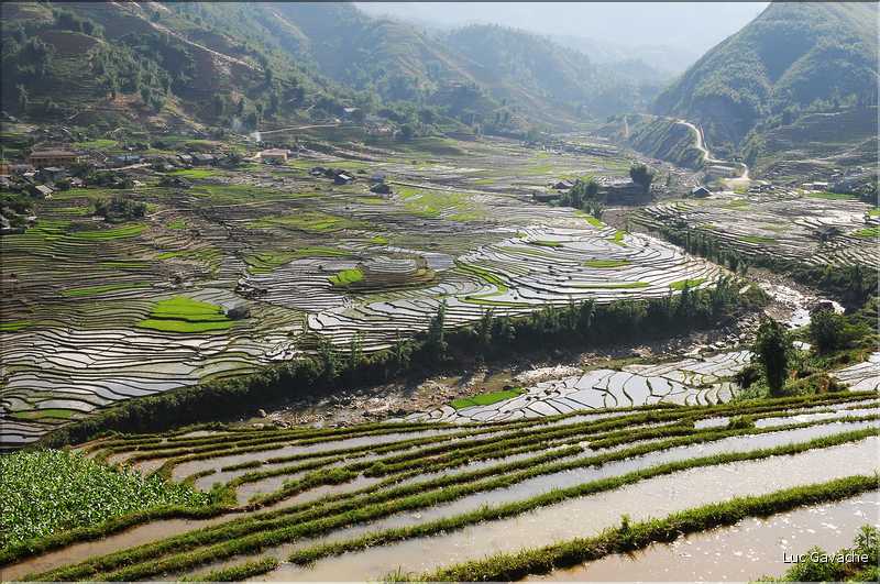 ...  les cultures, principalement de riz, se succèdent. (136)