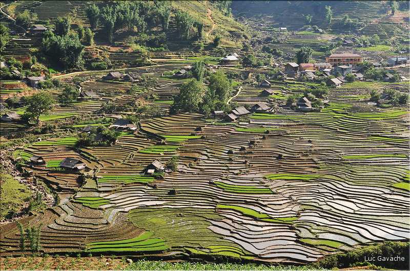 ...  les cultures, principalement de riz, se succèdent. (137)